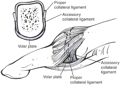 collateral ligament thumb